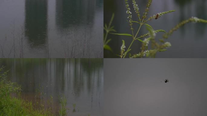 下雨的湖水 湖面雨滴 小雨