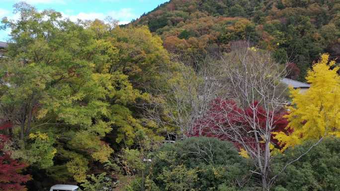 原创航拍  秋季是京都最好的季节之一