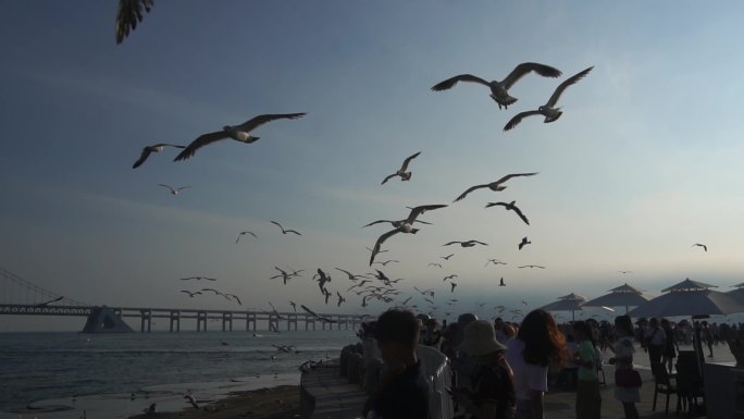 大连海鸥飞舞  海边 星海广场