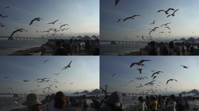 大连海鸥飞舞  海边 星海广场