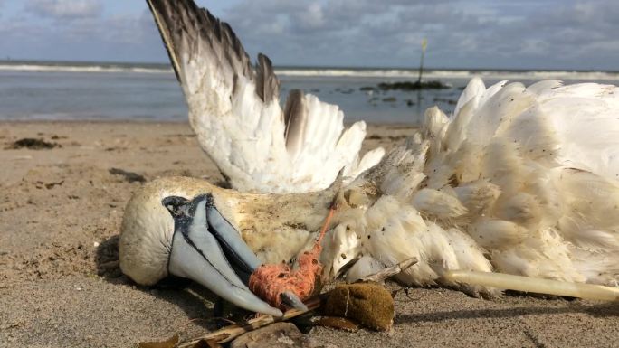 北方塘鹅被困在塑料渔网中