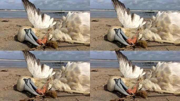 北方塘鹅被困在塑料渔网中