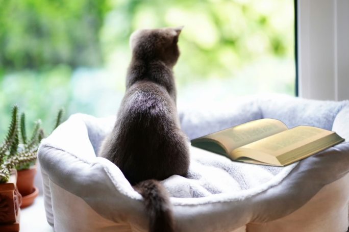 窗边的小猫和书