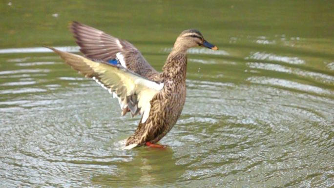 鸭子在水中扇动翅膀