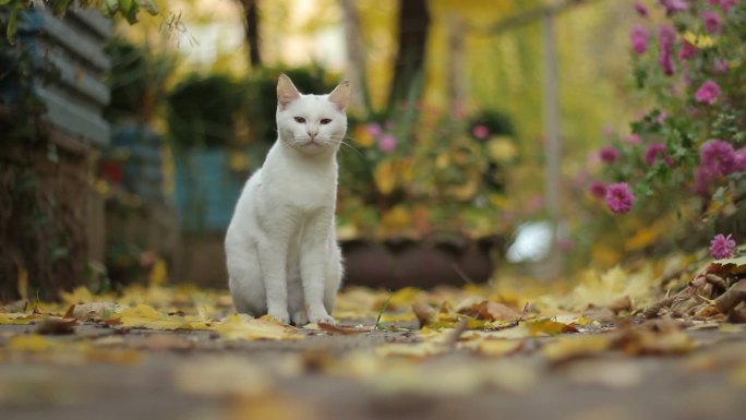 白猫流浪猫猫咪农村乡村