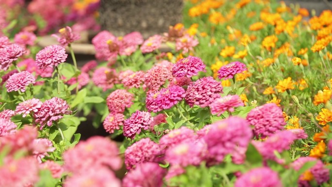 鲜花 春天 桃花 许愿树 桃树 野花