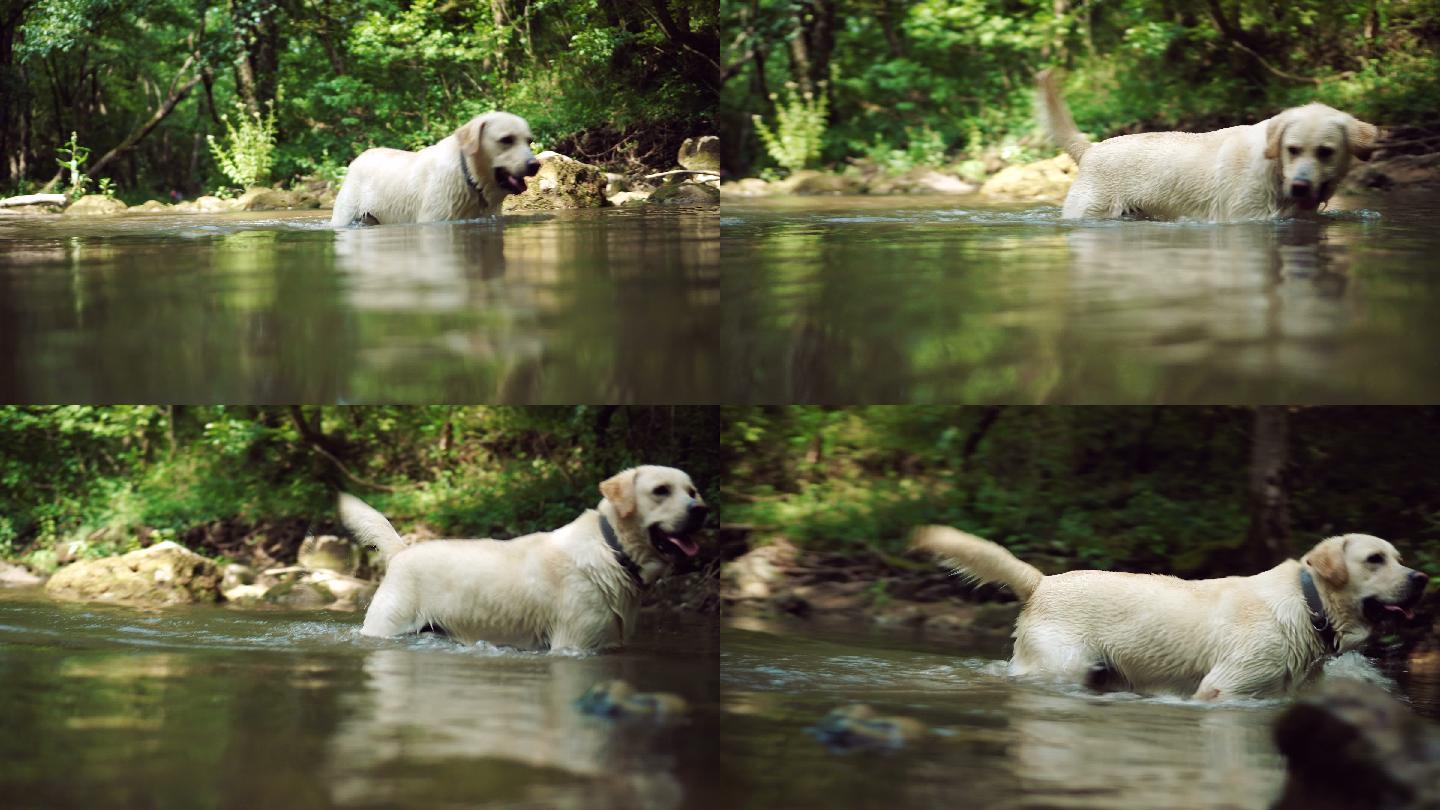 拉布拉多猎犬过河