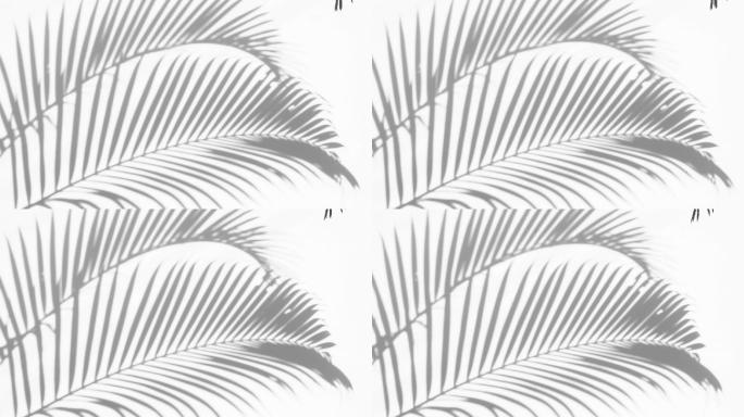 特写在白色背景上阴影棕榈叶的运动。