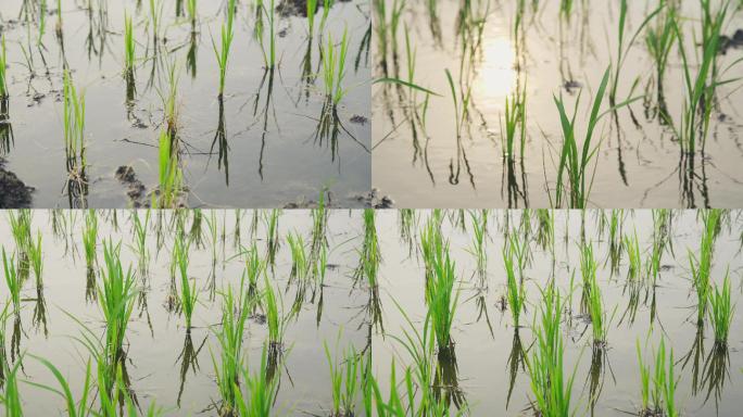 种植水稻缓苗期