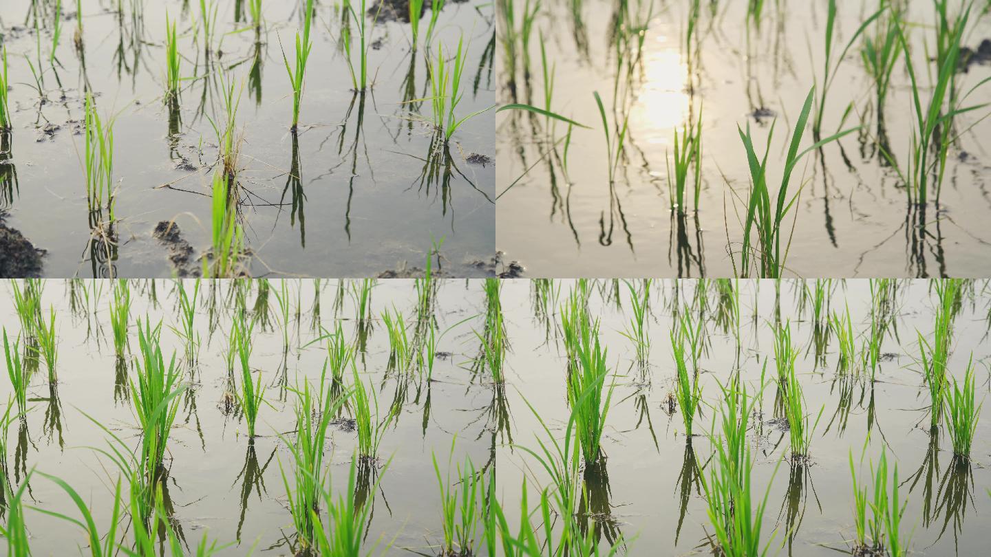 种植水稻缓苗期
