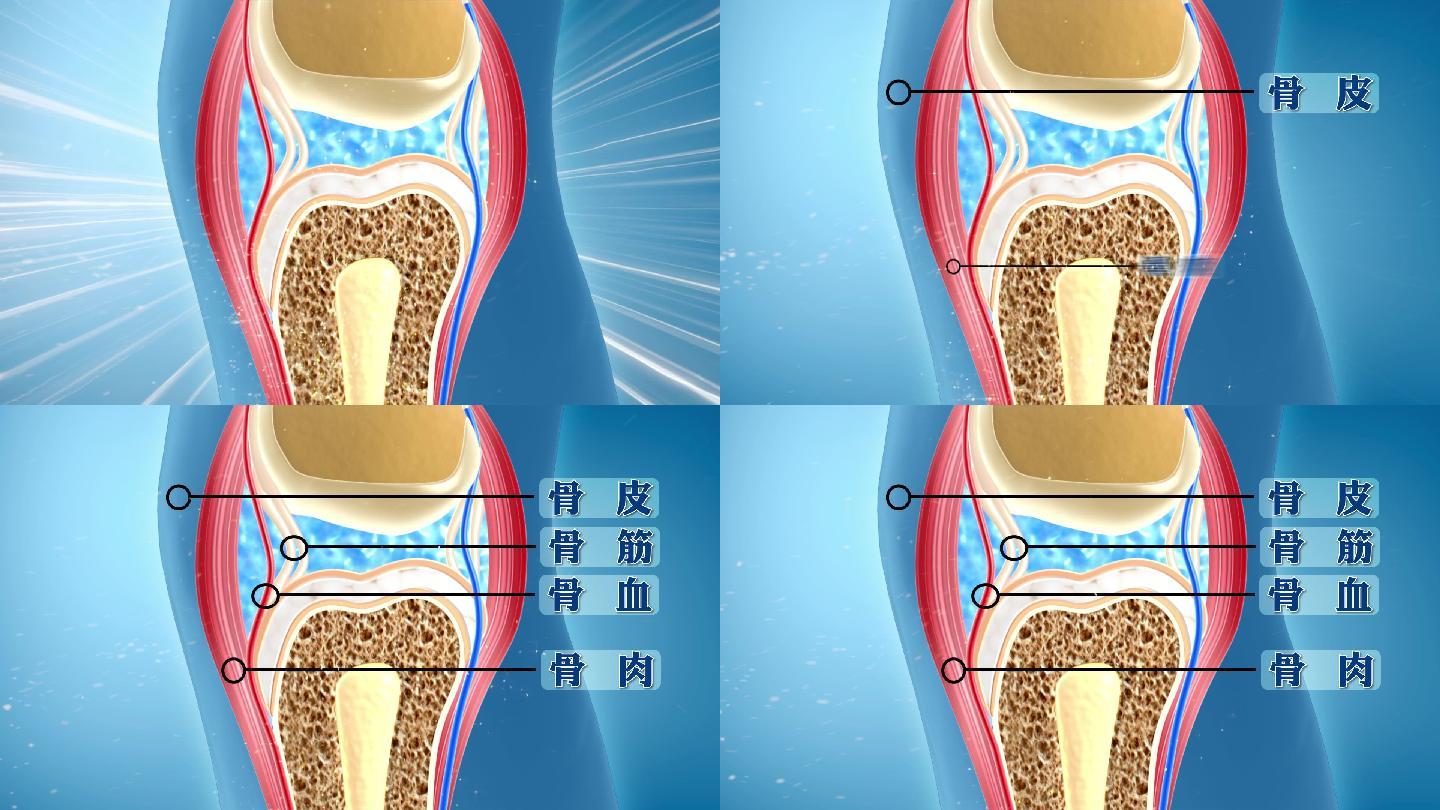 人体骨骼分七层骨关节