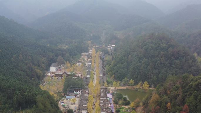 广东人的秋天：黄金满地南雄帽子峰银杏林