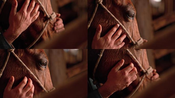 男人的手抚摸马的脸颊