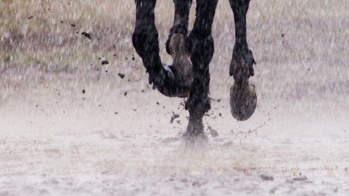 在雨中奔跑的马五百里加急飞奔马脚泥泞