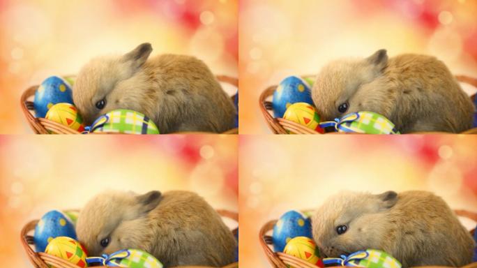 复活节兔子和复活节彩蛋在一个篮子里