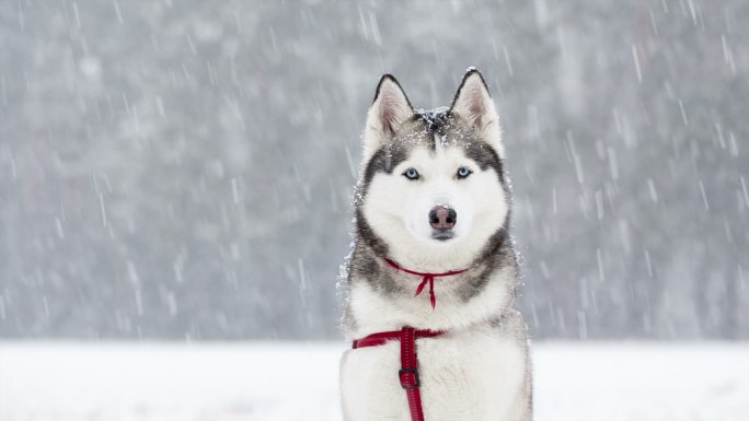 冬天下雪时，西伯利亚哈士奇犬在雪中。