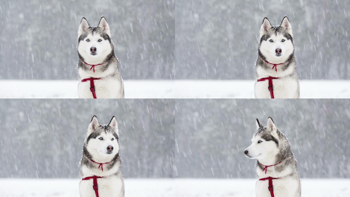 冬天下雪时，西伯利亚哈士奇犬在雪中。