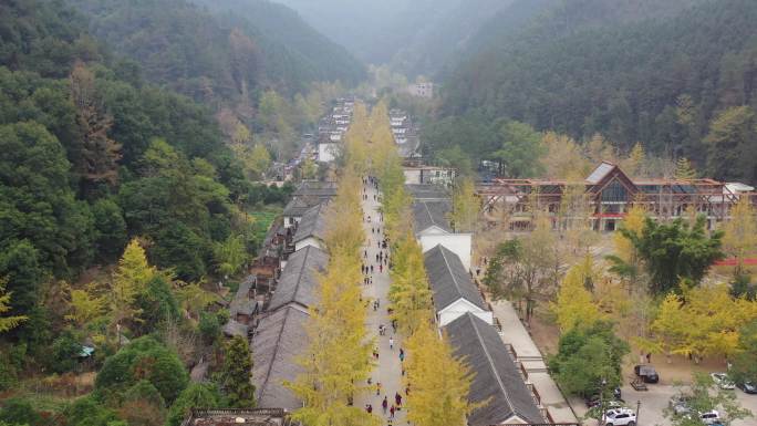 广东人的秋天：黄金满地南雄帽子峰银杏林