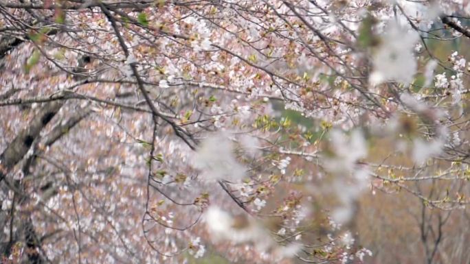 樱花花瓣随风飘落