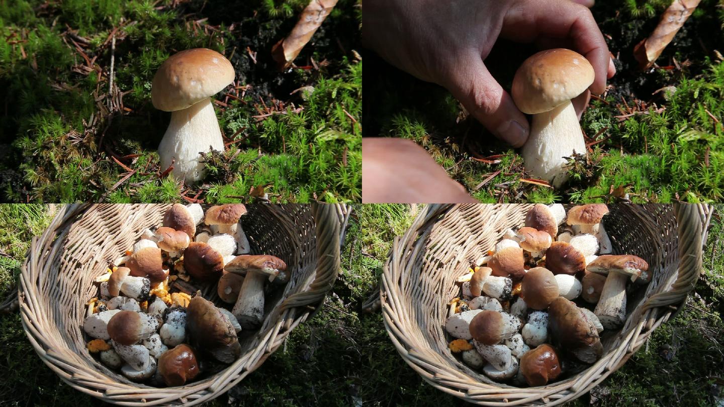 采摘蘑菇，把它放在一个篮子