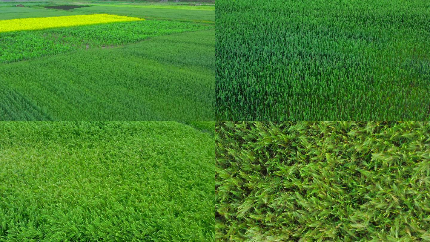 4k航拍新农业实验基地青稞小麦