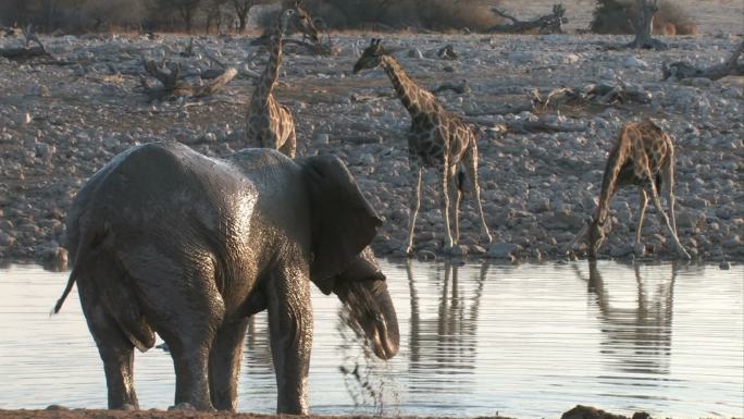 大象正在洗泥浴