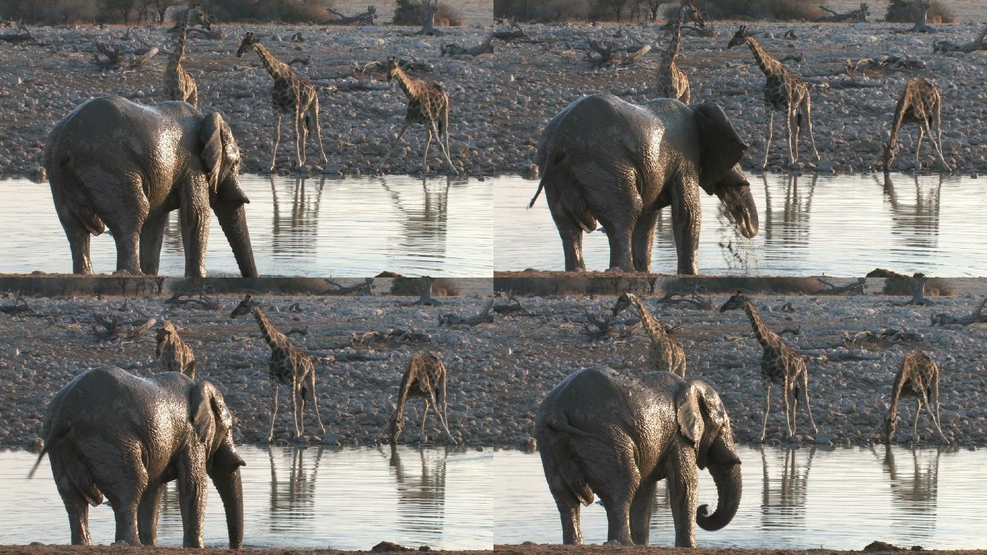 大象正在洗泥浴
