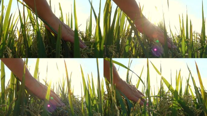 日出时，女人的手抚摸着成熟的水稻