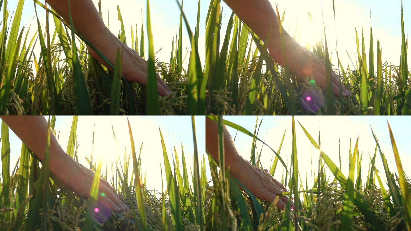 日出时，女人的手抚摸着成熟的水稻