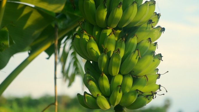 香蕉海南风景海南特产海南水果