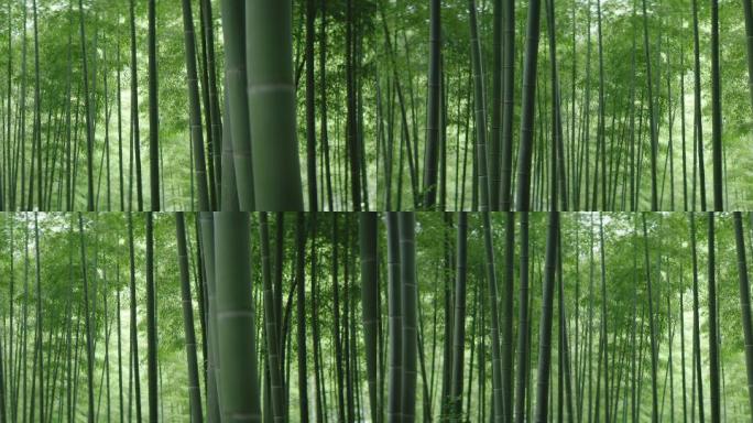 竹林4K 空镜