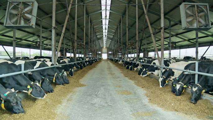 牛在谷仓里吃干草。
