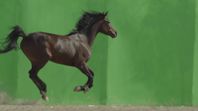绿幕奔跑的马