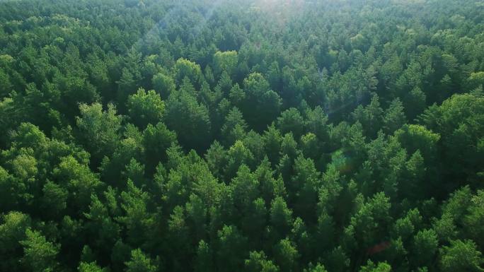 绿色雨林森林山林植物林地