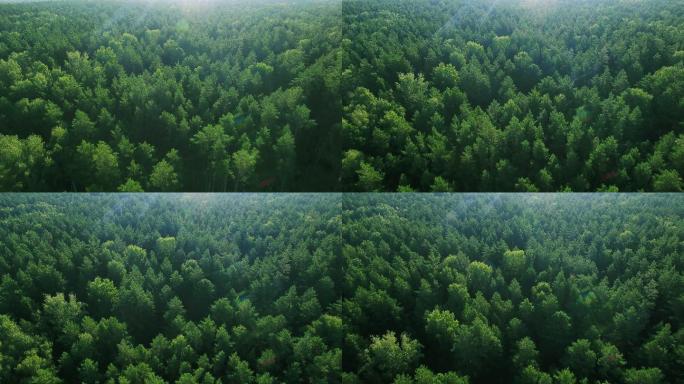 绿色雨林森林山林植物林地