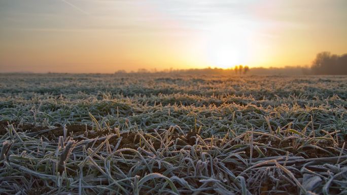 黎明时的霜冻草地