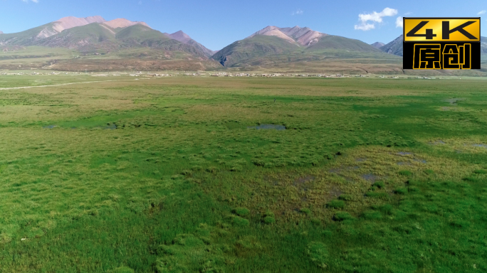 阿热湿地、草原、大山、植物、自然风景