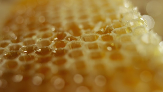 蜂蜜唯美食材野生广告精品