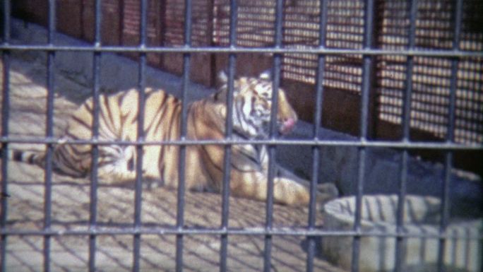 1973年：孟加拉虎被关在动物园里。