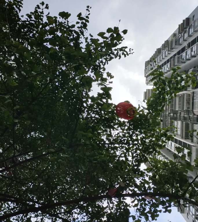 下雨前刮风时小区景色直拍