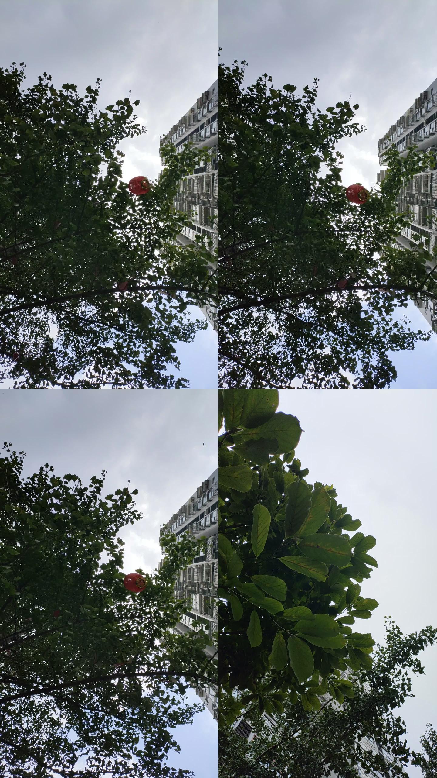 下雨前刮风时小区景色直拍