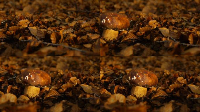 秋天落叶中的美味牛肝菌