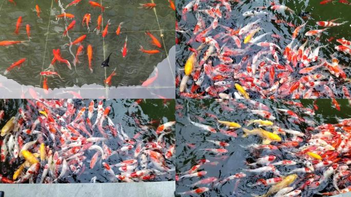 众多金鱼在水池中游动抢食真实原创视频素材