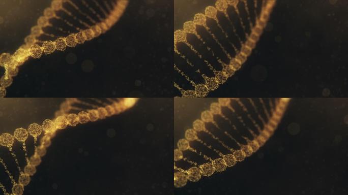 旋转神经丛DNA链