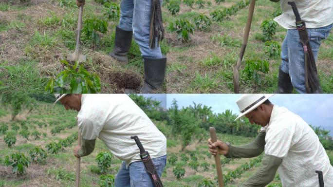 农民用铲子挖洞种植咖啡