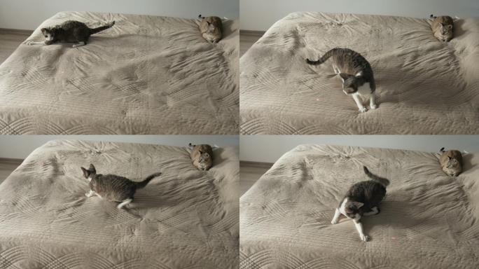 猫在床上玩激光笔速度感官感知家庭生活