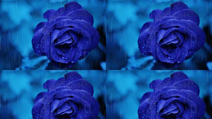 雨中的蓝玫瑰