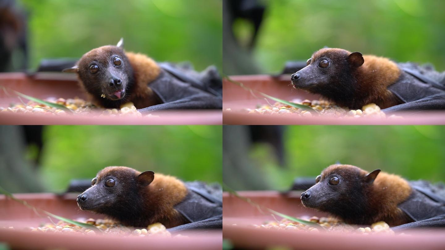 果蝠吸血蝙蝠视频素材夜行性动物