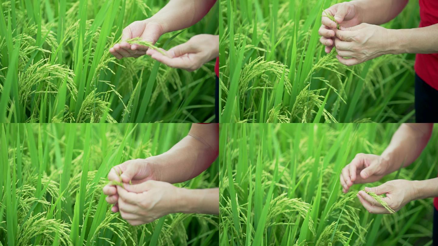 观察水稻稻穗、水稻病虫害防治