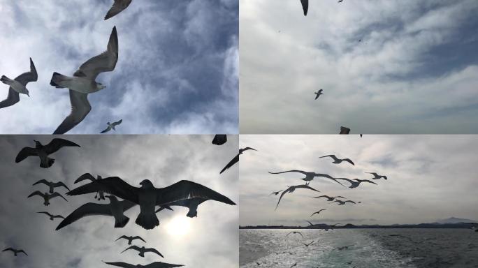 海上成群海鸥飞翔